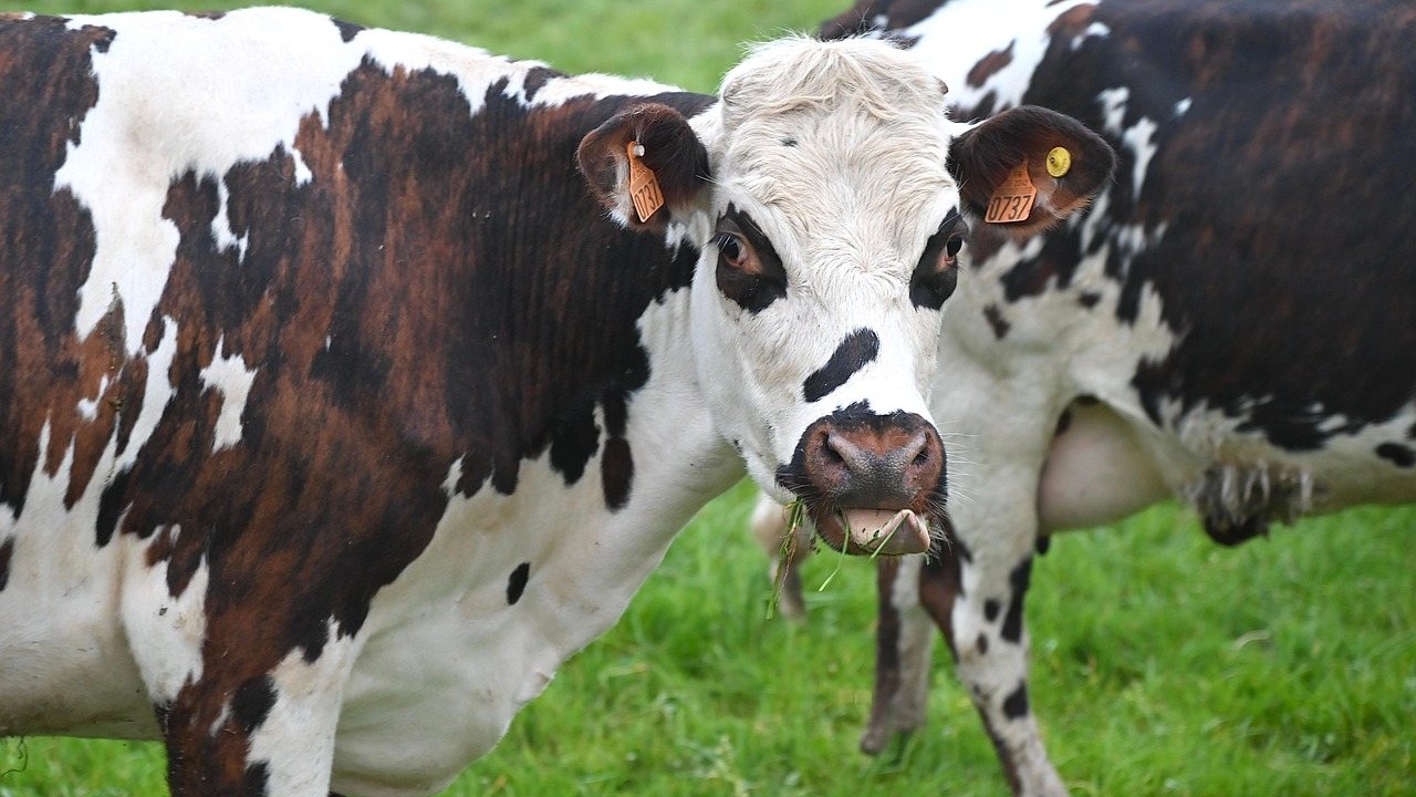 Canada's Sept. 8 Tariffs: What US Food & Ag Exporters Must Know