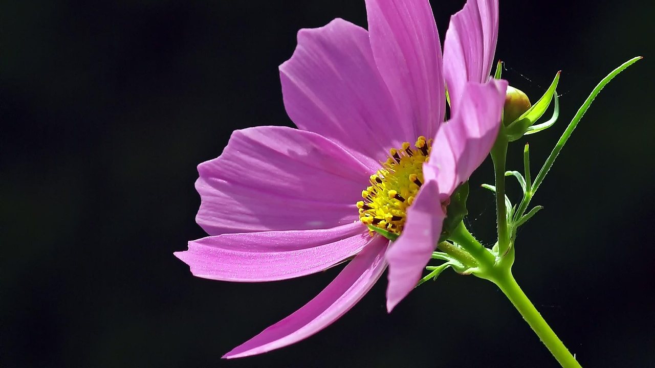 Section 338 Tariffs Hit Canadian Cut Flowers, Nursery Stock & Seeds: A US Importer's Guide (2026)